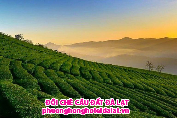 đồi chè cầu Đất Đà Lạt
