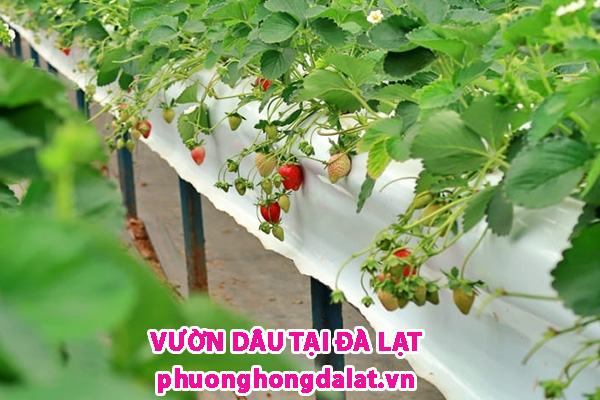 vườn dâu tây ở Đà Lạt