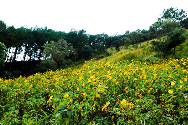 Hoa Dã Quỳ Đà Lạt