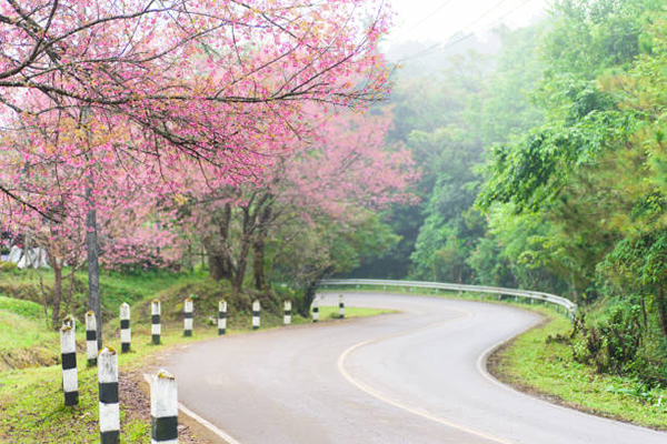 Hoa Đà Lạt – Bản giao hưởng sắc mầu