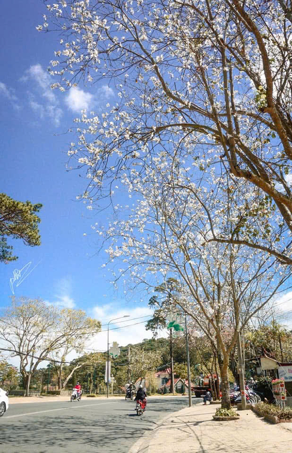 Hoa Ban Trắng Đà Lạt