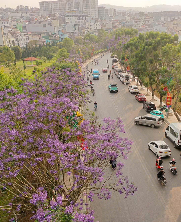 hoa Phượng Tím Đà Lạt