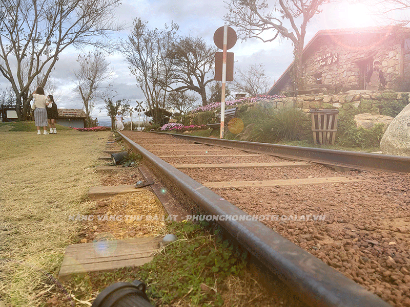 Du lịch Đà Lạt thu 2025: Khi nắng vàng thêu dệt nỗi nhớ và yêu thương